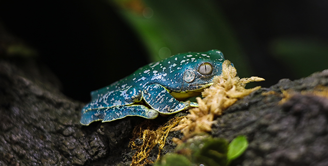 FrogFeedings Calendar