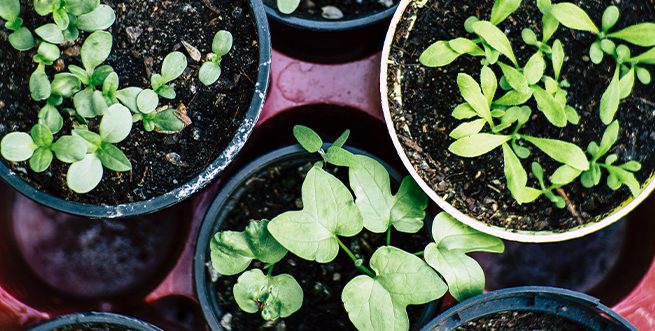 EdibleContainerGardening Calendar