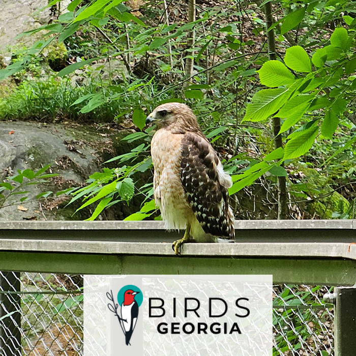 Fernbank Website Coe Birdsgeorgia 01