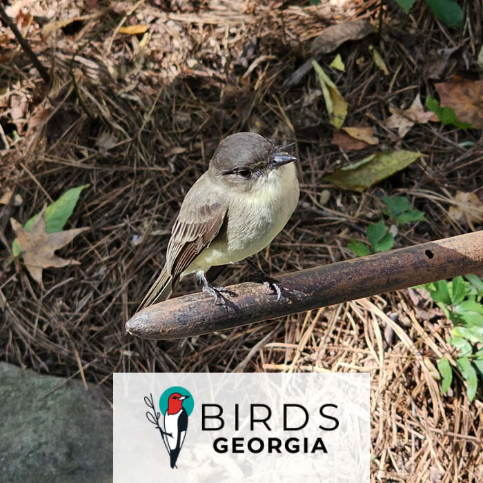 Fernbank Website Coe Birdsgeorgia 03