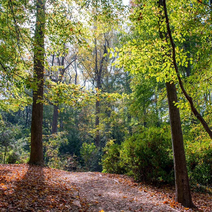 Fernbank Fernbankforest Guidedwalks Activitylisting 4