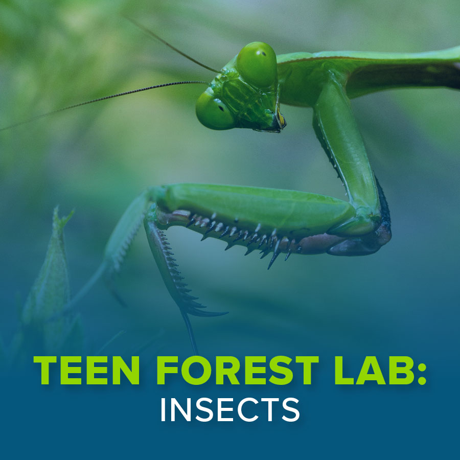 Fernbank Education Teenforestlab 2026 Insects Internals Calendarthumbnail
