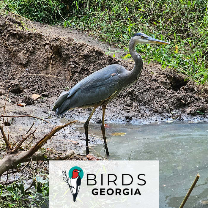 Fernbank Website Coe Birdsgeorgia 02