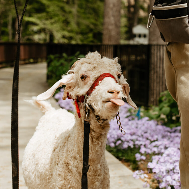 Sheep On A Stroll Spring 2021 29 760x760