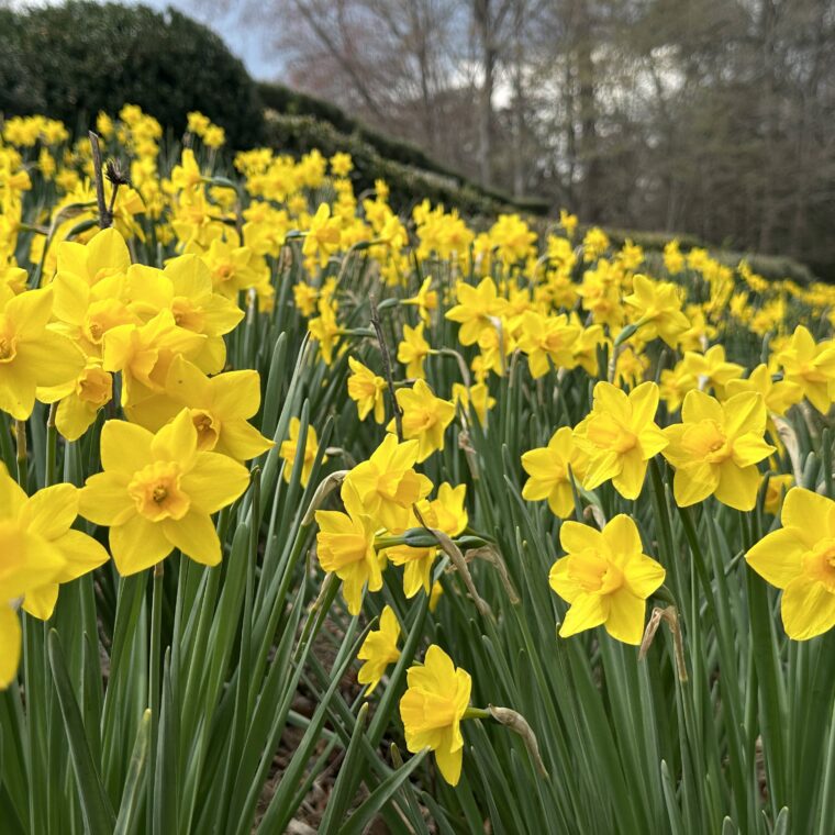 EG.Narcissus Sweetness.SC Sarah Carter 760x760