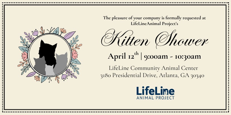 800X400 Kitten SHOWER 2026