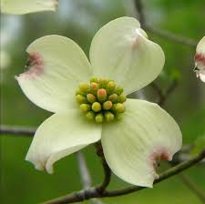 Dogwood Festival Photo