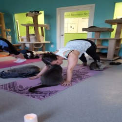 Yoga With Cats 1