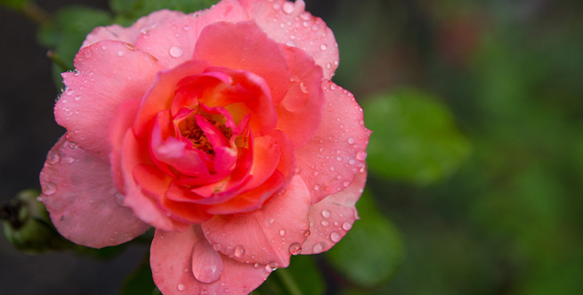 RoseShow Calendar