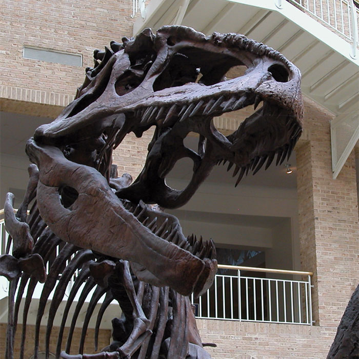 Dinosaurhead 700x700