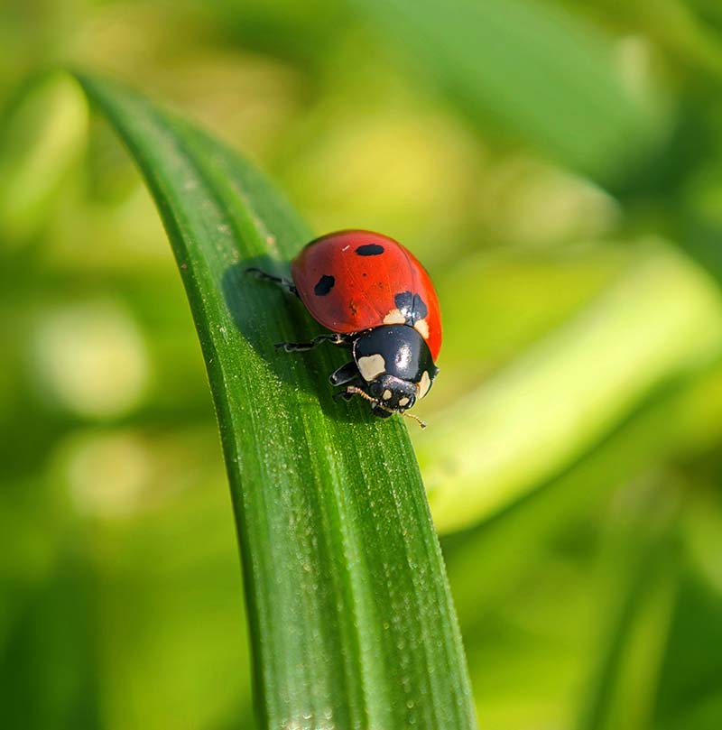 Ladybug Fahad Ali Unsplash