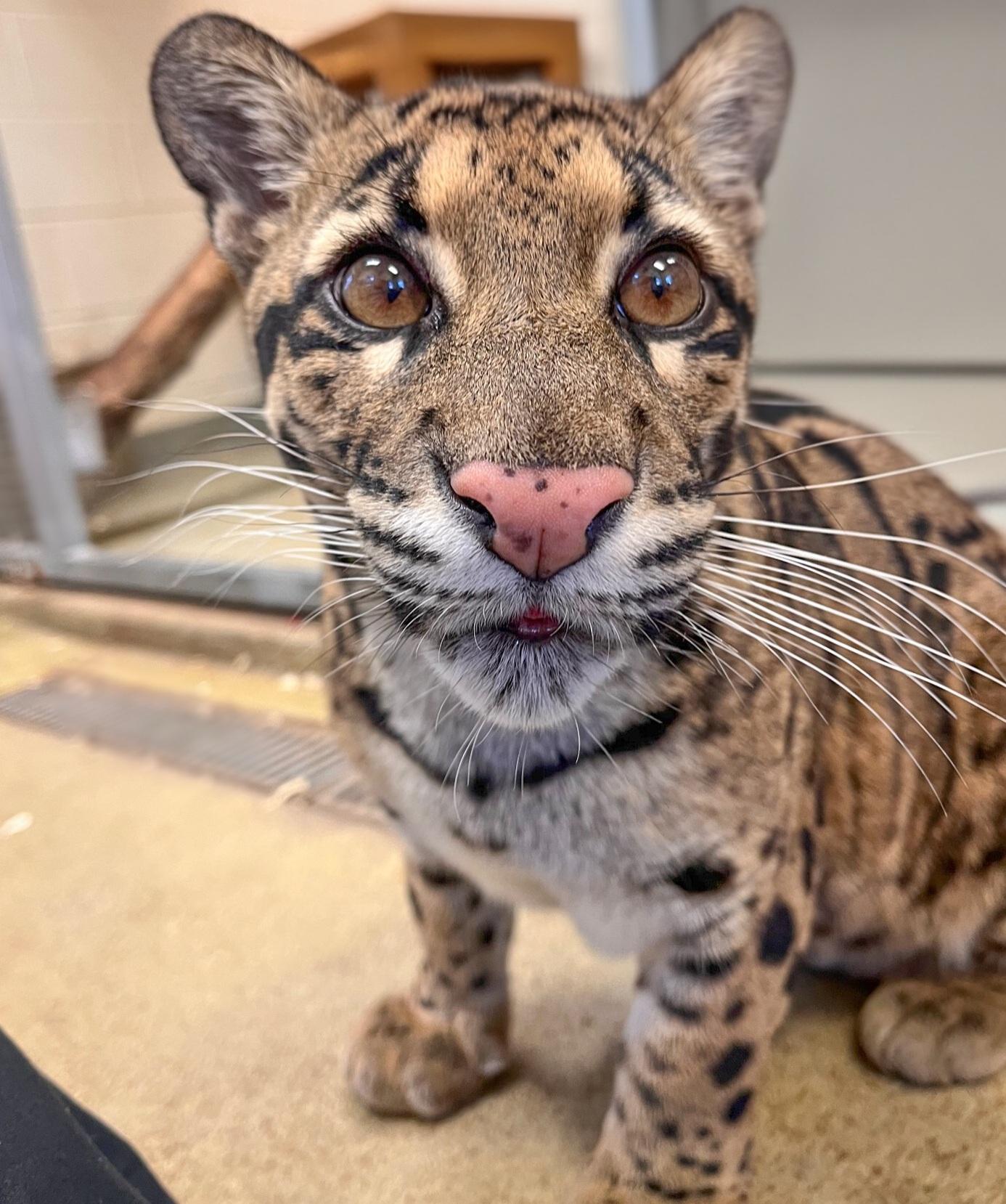 Clouded Leopard Boon PHOTO COURTESY NASHVILLE ZOO AT GRASSMERE (002)
