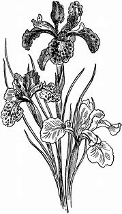Iris