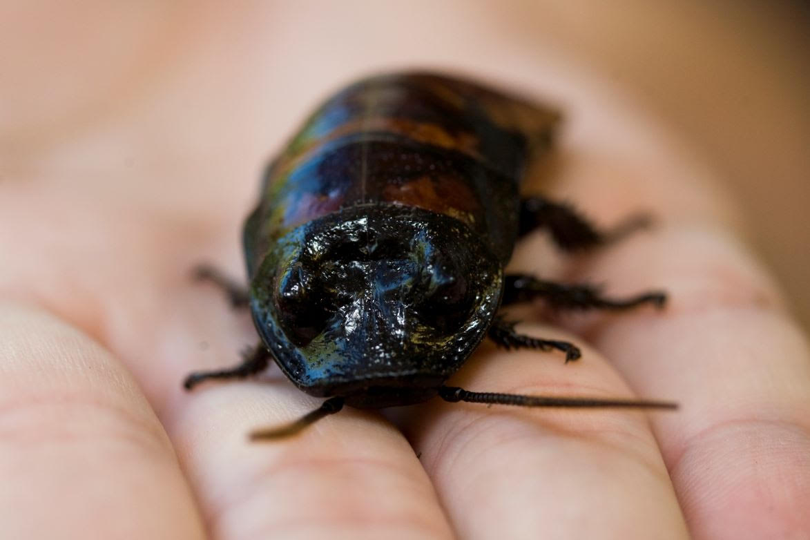 Grossbug