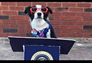 Bordercollies Thumb