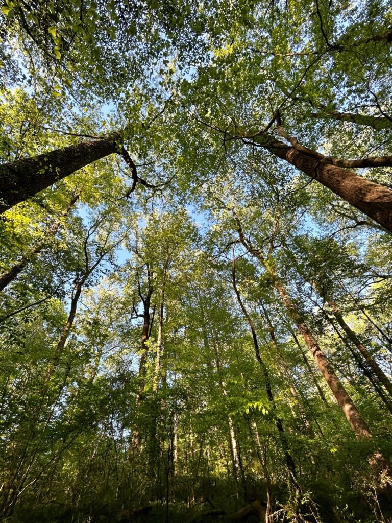 Forest Bathing Copy
