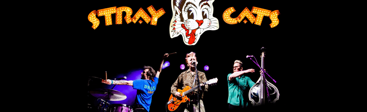 2564784 STRAYCATS Scaled