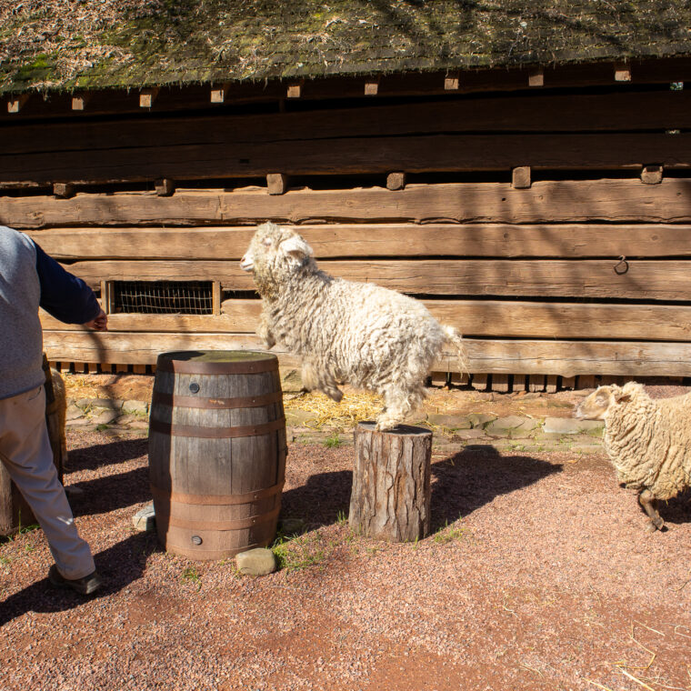 GreetSheep 26 3 13 4 1 760x760