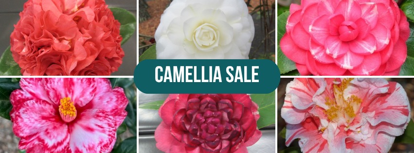 2026 Camellia Sale Banner