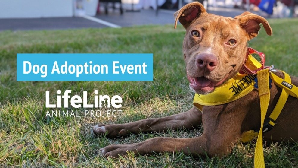 LifeLine Events (1)