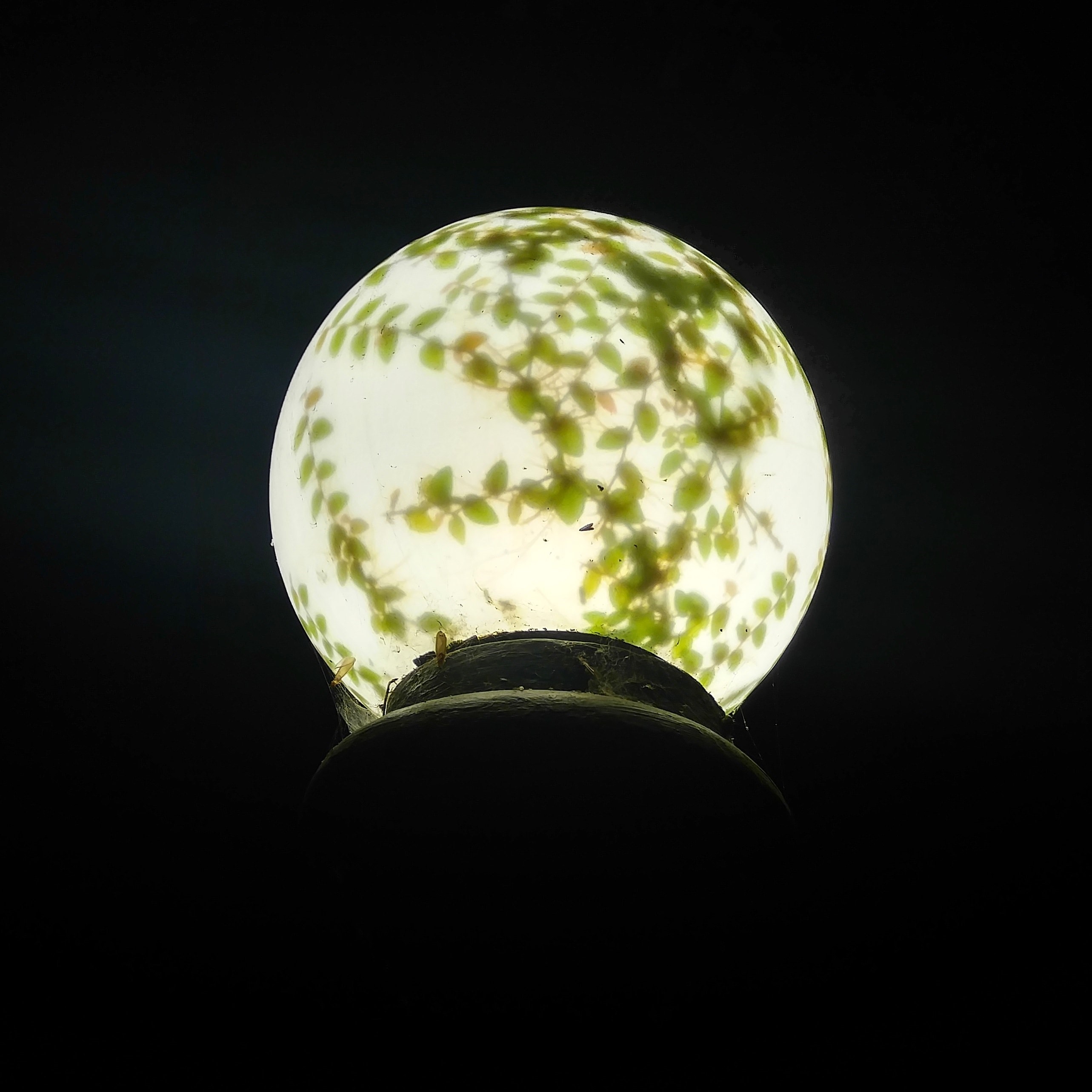 Bea Fremderman Img 1