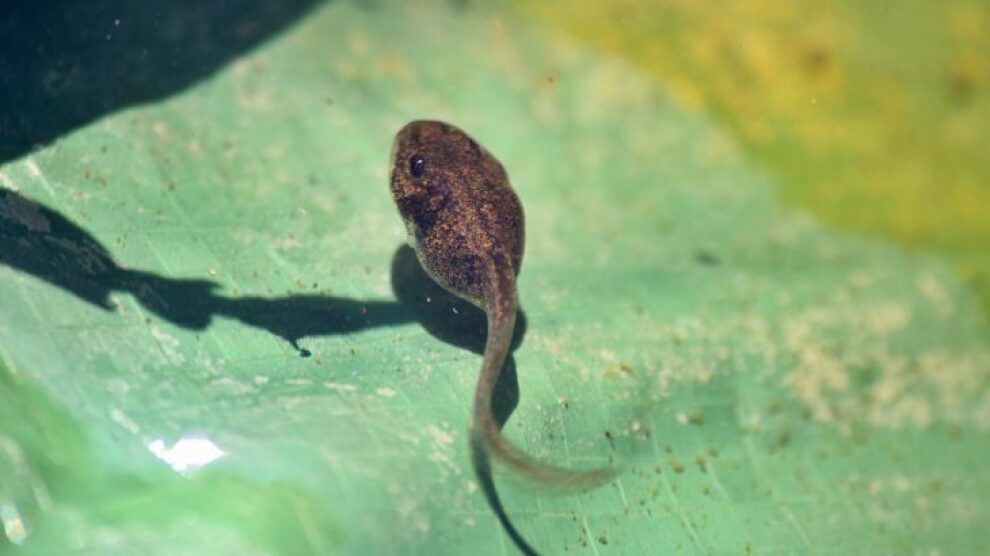 Tadpoles Can Regenerate Their Tails Thanks To A Newly Discovered Type Of Cell 730x410