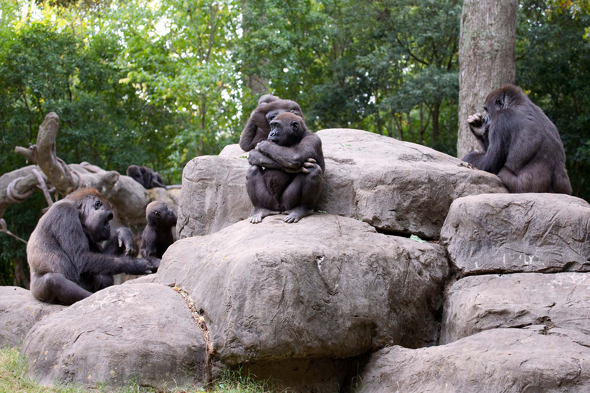 Zoo