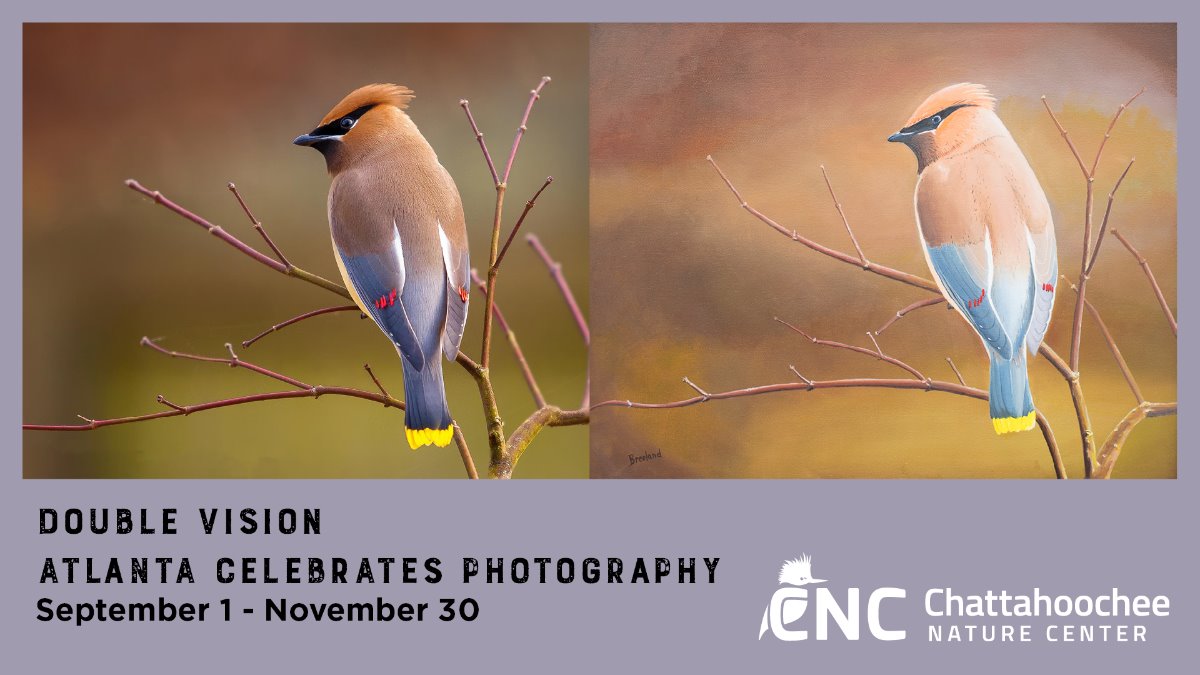 DoubleVisionCedarWaxwing