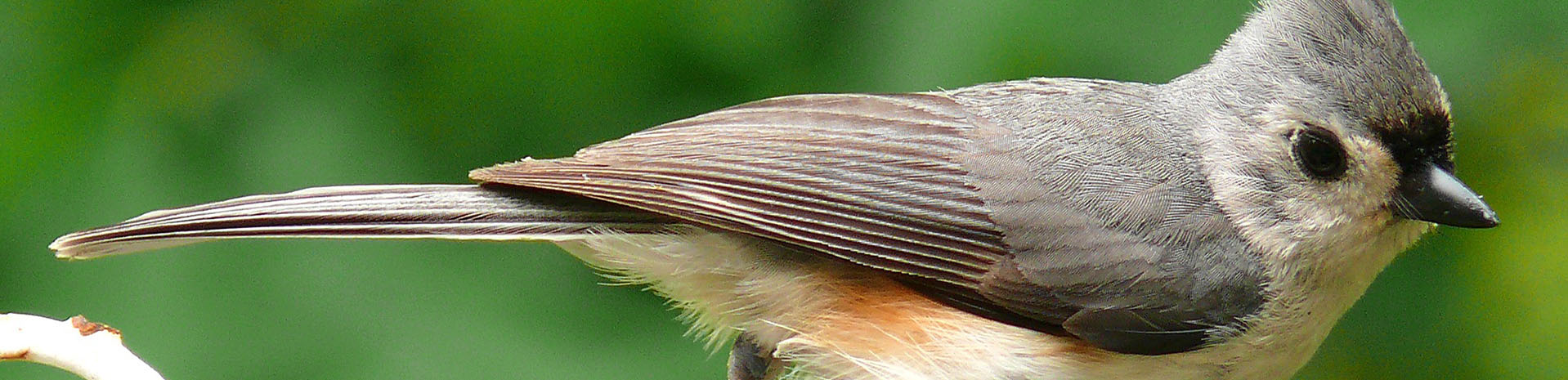 Birdwalk1920x465