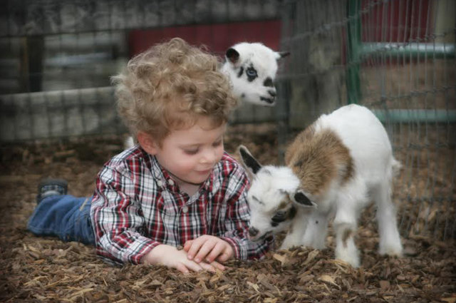 Tanglewood Farm Magnum