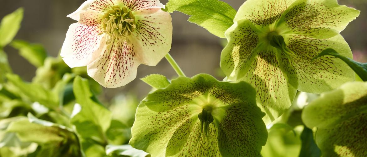 Hales Photo AHC Spring 2018 2293