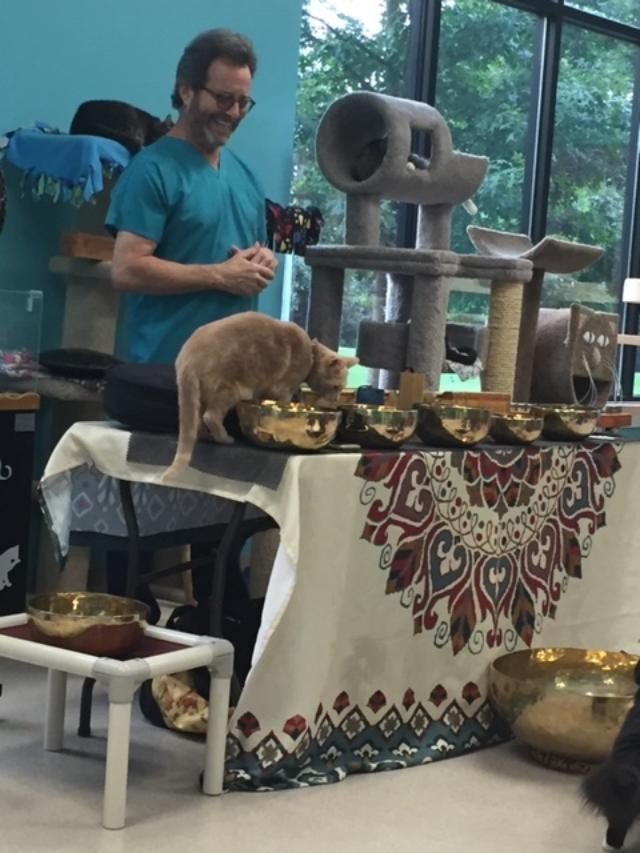 Good Mews Sound Journey