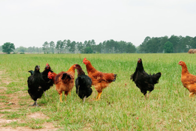 E3bb4 Food Find2 1 15