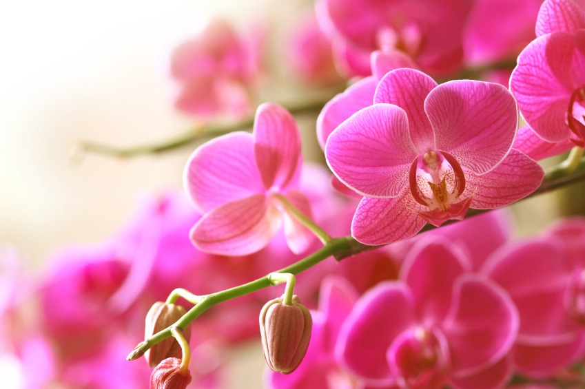Pink Phalaenopsis Orchids