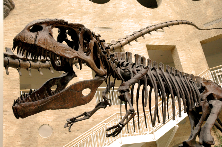 Fernbank Museum 2020