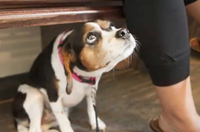 Ansley Animal Clinic