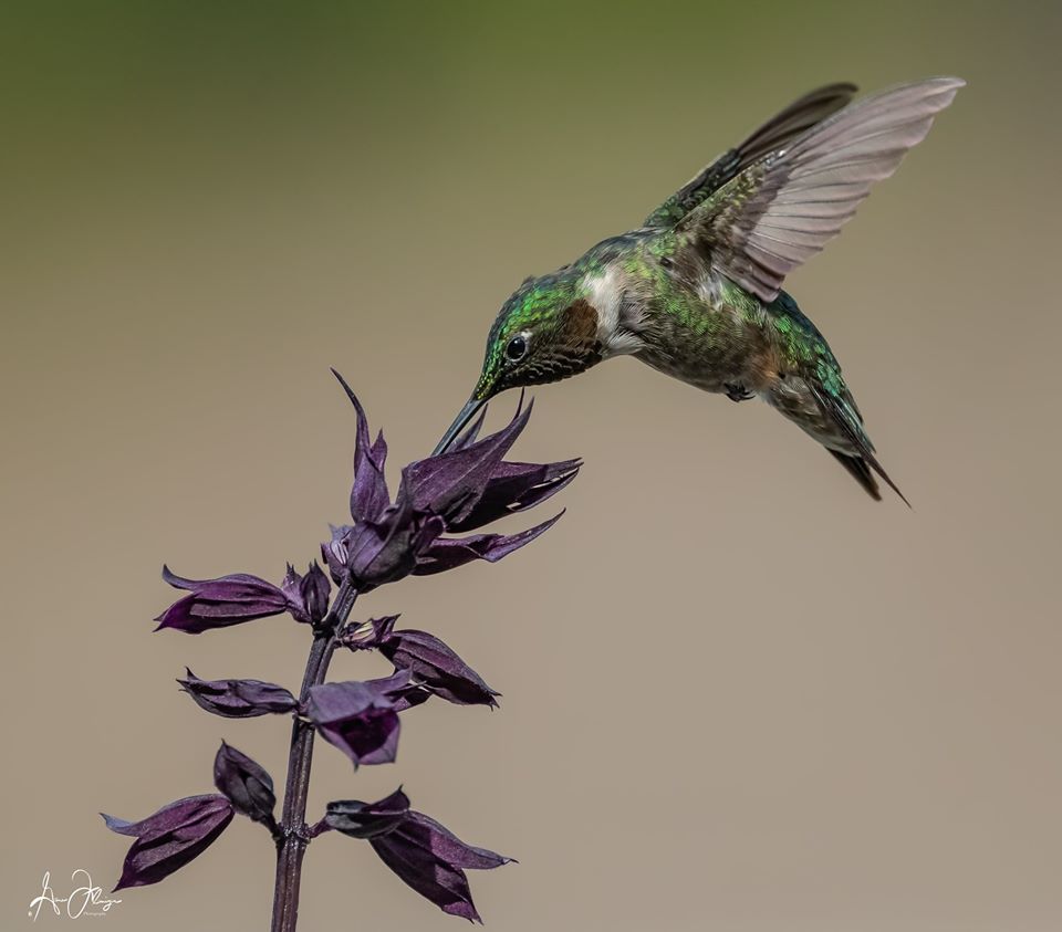 99440086 10156845415127693 1625376316712812544 O