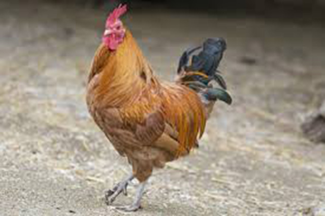 Kirkwood Feed & Seed