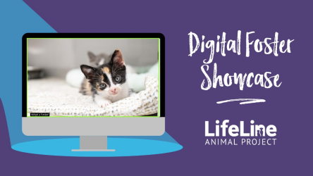 Cat   Digital Foster Showcase