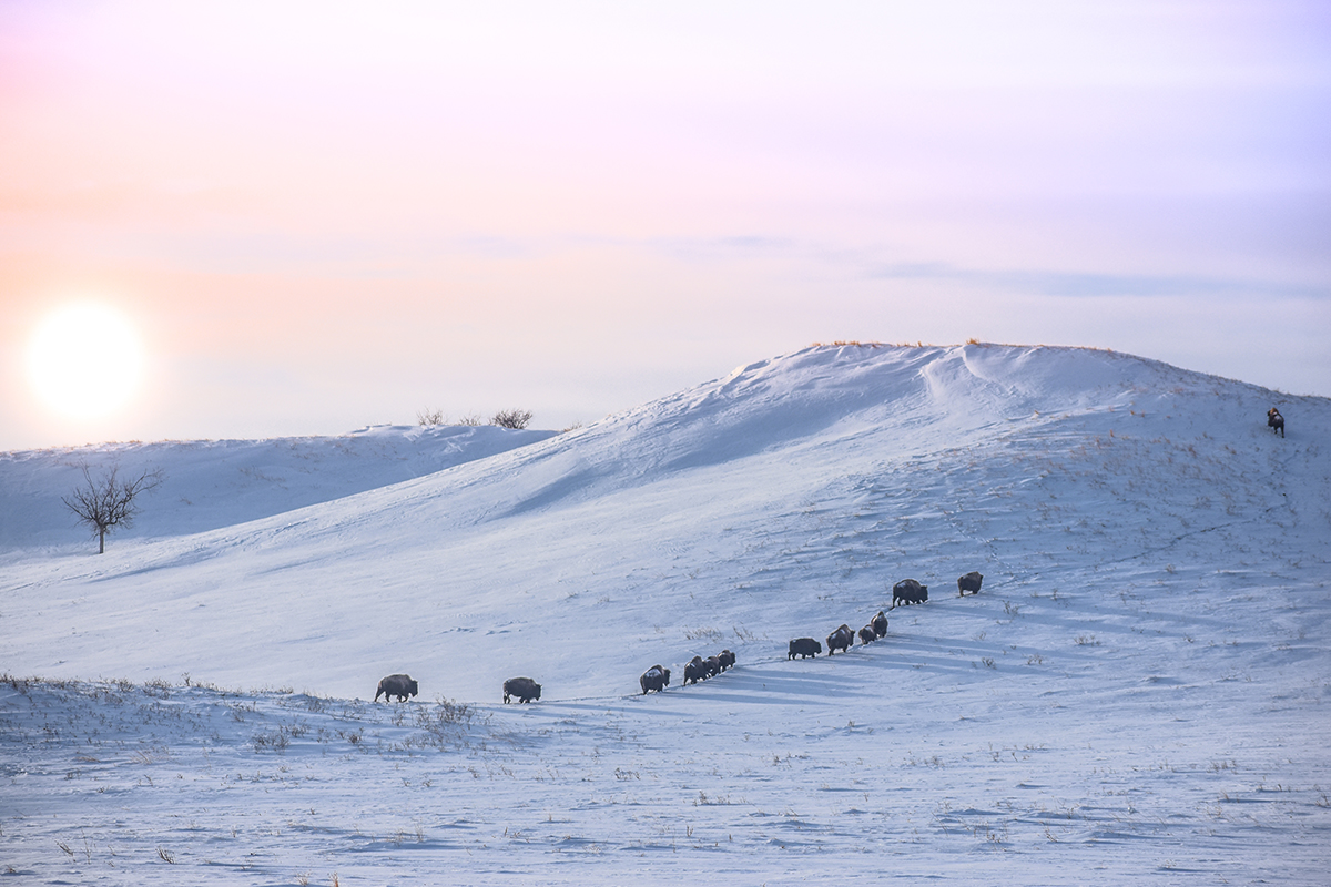 Tatanka 1 Of 1 .588268d8dee05