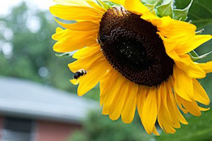 Oakhurst Community Garden