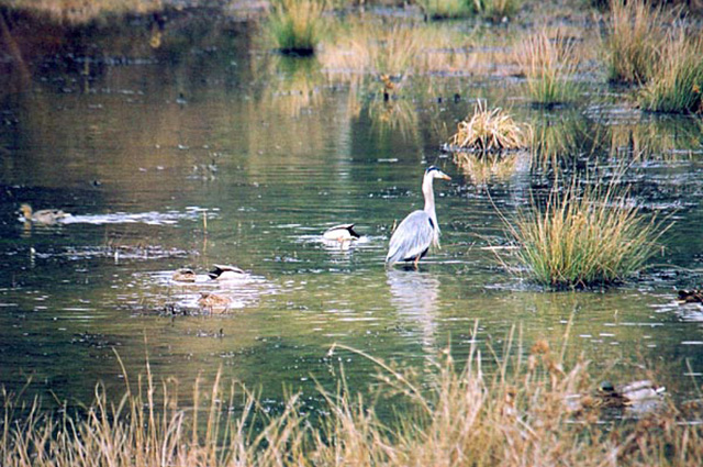 Clyde Shepherd Nature Preserve