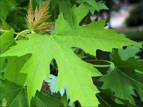 132009916 3729244983800011 2037504233016812121 N