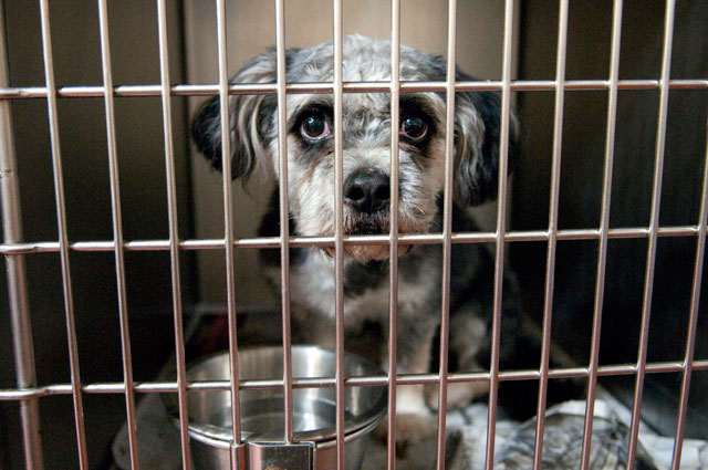 Last Word Animal Shelter 069