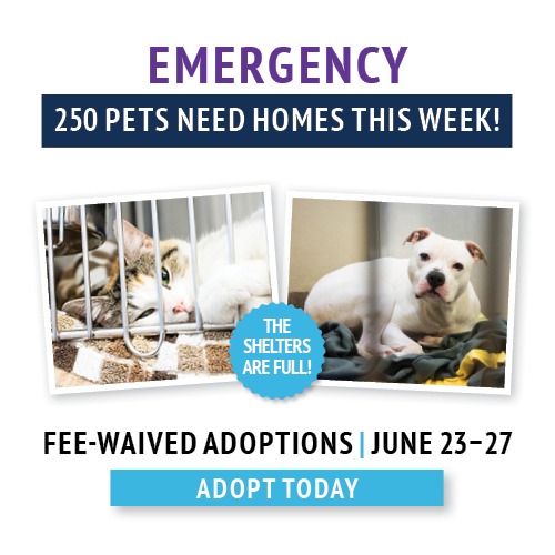 4113N Ll Emerg Adopt SMP N 13