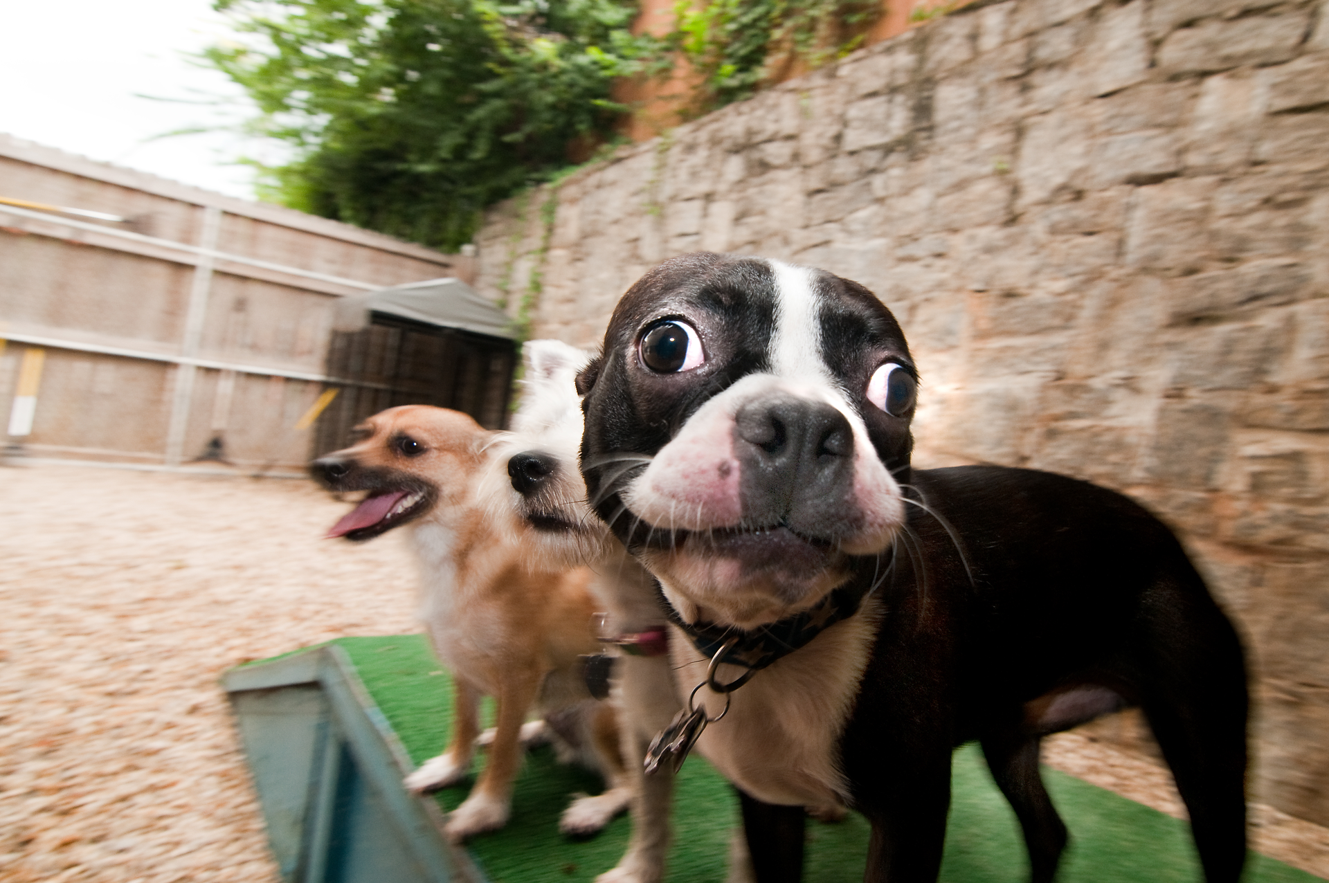 Consumer Readers Barking1 1 21New.57d8310eeb86c