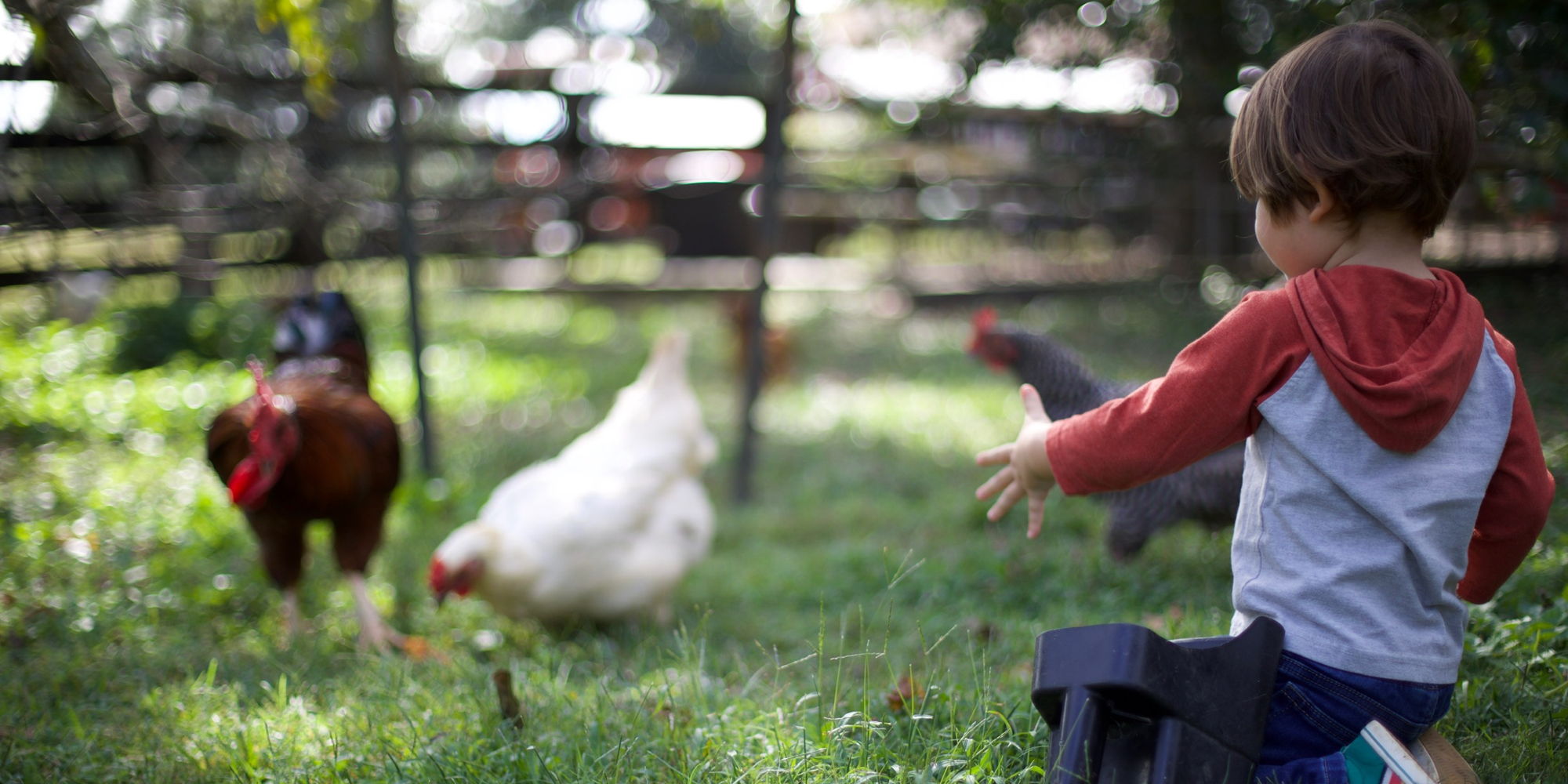 Farm Fun Play