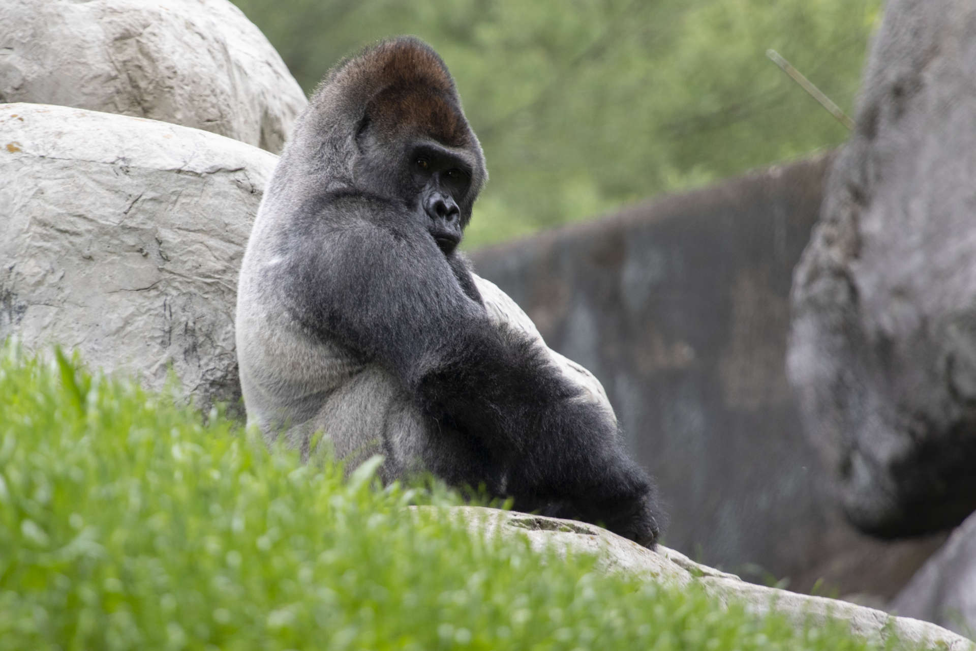 Gorilla Kidogo ZA 9044