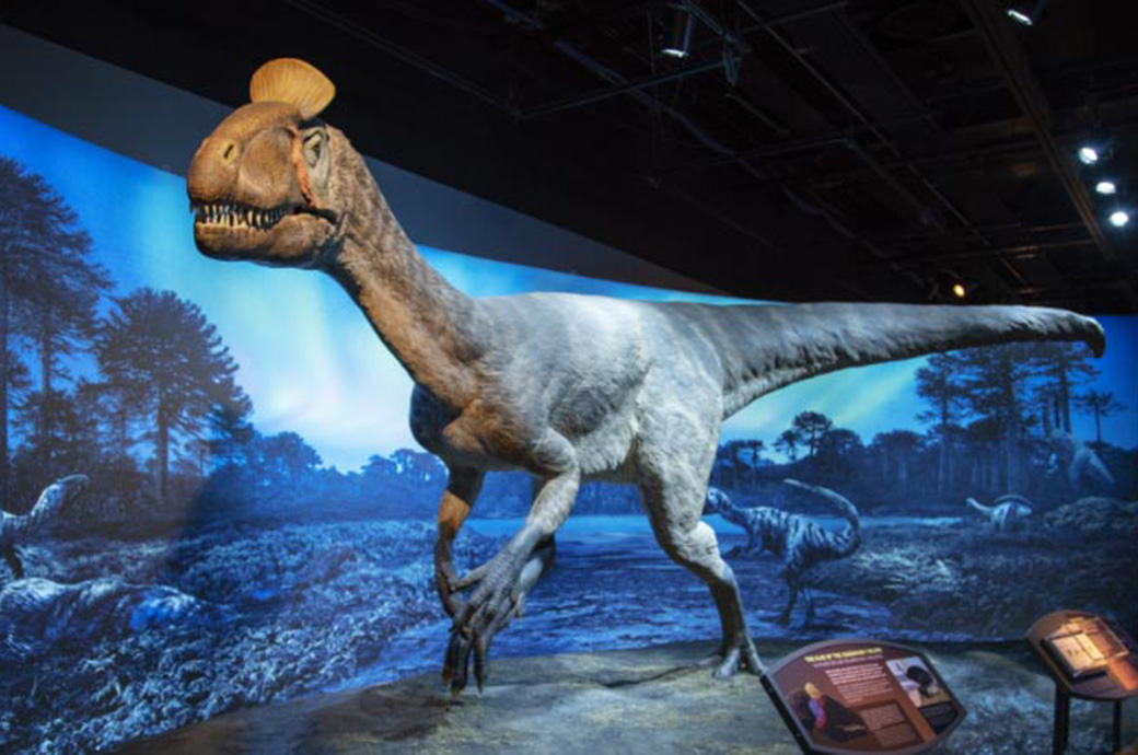 Cryolophosaurus Replica
