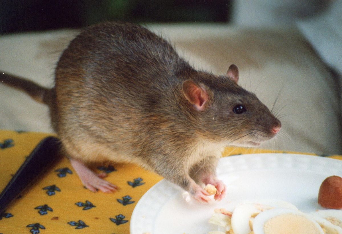 1200px Rat Agouti